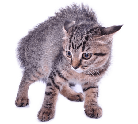 Why Do Bug Reports Cause Negative Feelings?