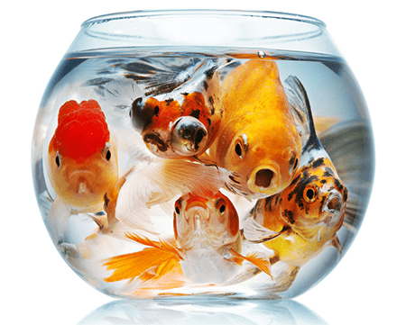 Why to Optimize Performance of Mobile Web Program?