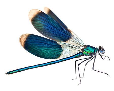 What is an Essence of Software Bugs?