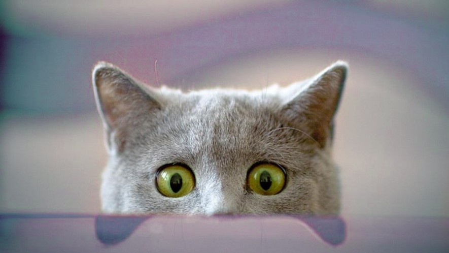 Monday with a QA Team Lead: Testing Web Solutions